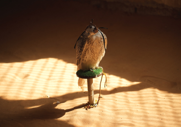 From 11 to 24 Countries: The Continuing Success of Falconry’s Inscription on UNESCO’s Representative List